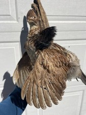 Ruffed Grouse Flying on Wood