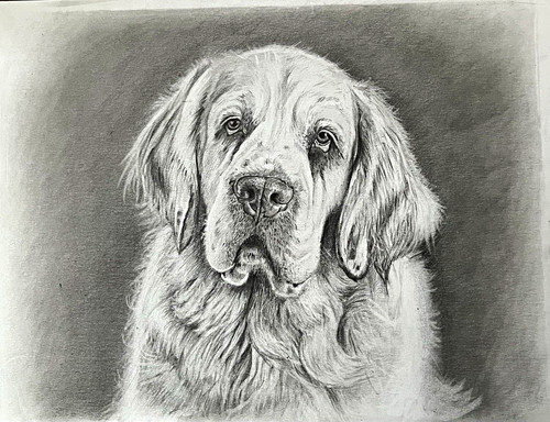Original hand drawn clumber - original, hand-drawn