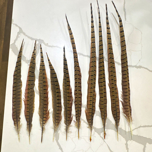 Ringneck pheasant feathers - pheasant,