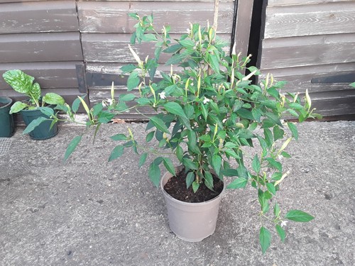 Fruiting basket of - fruiting,