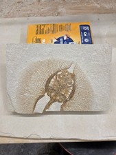 Green River Formation