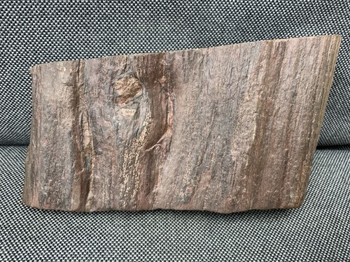 Fossil wood tree specimen - tree,