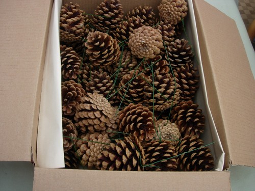 Box fir pine cones - 50, cones-6cms-new