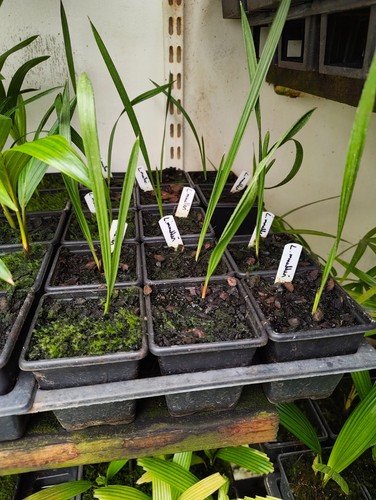 Livistona muelleri cm pot - livistona,
