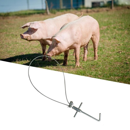 Pig holder catcher farm - pig,