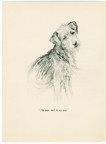 Lakeland terrier head - terrier, study