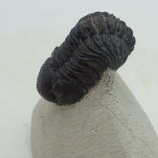Fossil Trilobite Boeckops