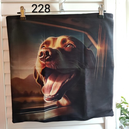 Chocolate labrador peachy