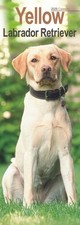 Labrador Retriever Yellow Slim