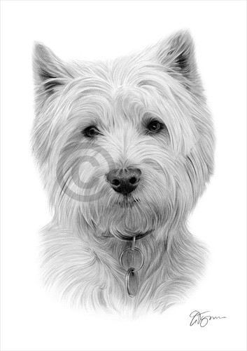 West highland white - white, terrier