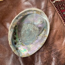 ABALONE NATURAL MOTHER OF PEARL SHELL 16CM x 12CM LOVELY CONDITION