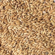 PLAIN CANARY SEED - 1KG