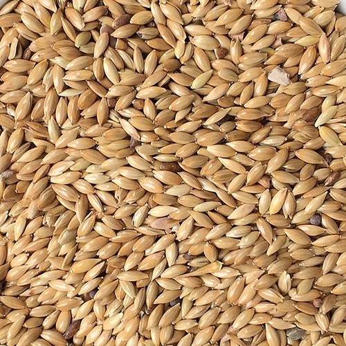 Plain canary seed 1kg - plain,