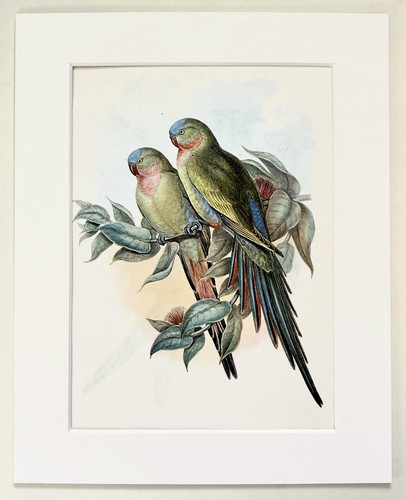 Australian princess parrot - princess,