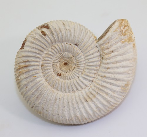 Ammonite perisphinctes - ammonite,,
