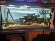 4ft Fish Tank With Original Lid