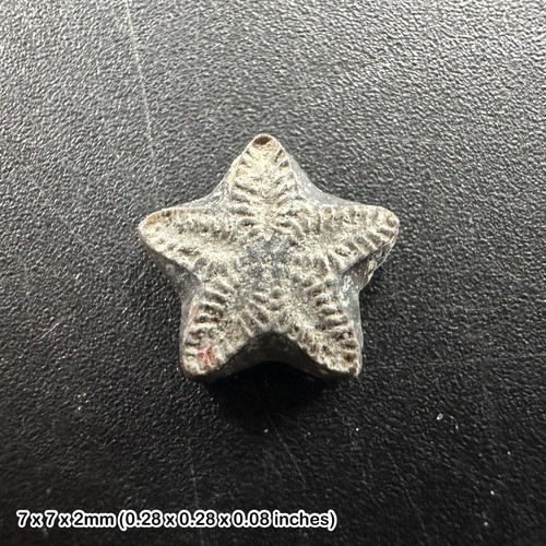 Crinoid star fossil tidmoor - crinoid,