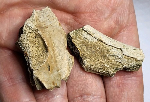 Two hell creek dinosaur - creek,