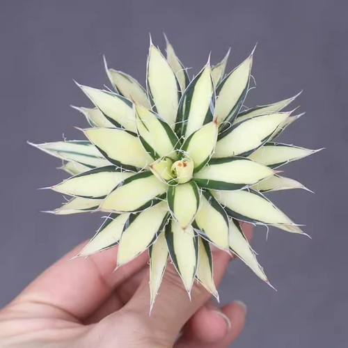 5cm succulent agave plant - 5cm,
