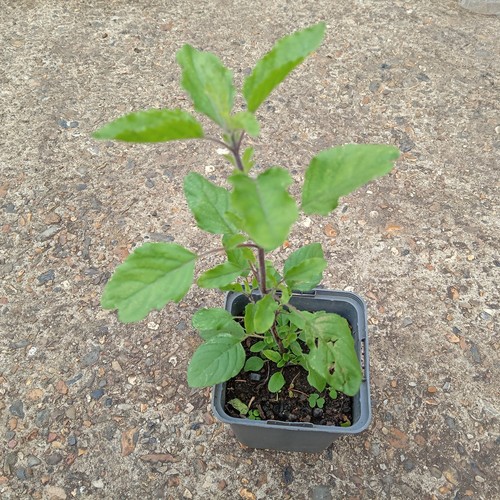 Holy basil live plug - holy,