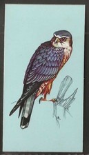 TETLEY (TEA)-BRITISH BIRDS