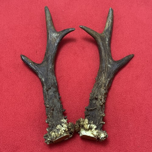 Pair roe deer antlers - of, 229g