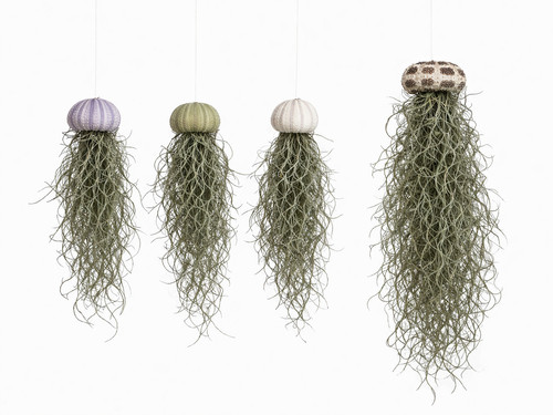 Jellyfish spanish moss air - spanish,