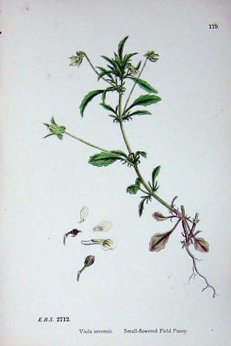 Original old antique print - original,