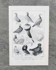 Original antique 1906 fancy - antique,