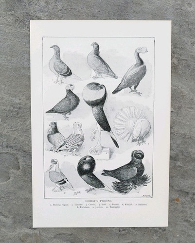 Original antique 1906 fancy - original,