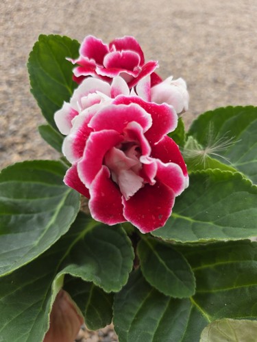 Beautiful gloxinia house - gloxinia,