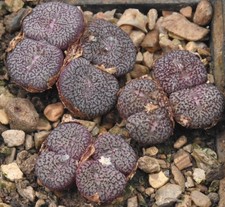 Conophytum obcordellum v