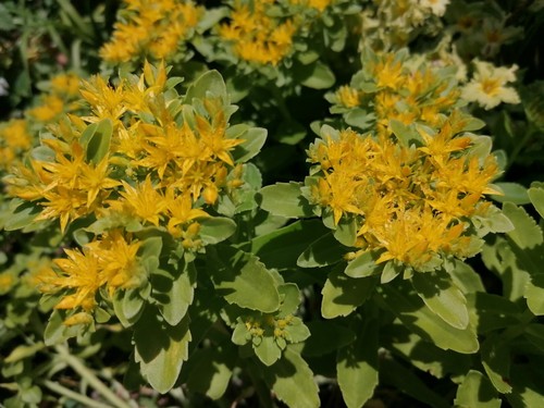 Sedum hybridum siberian - 10,