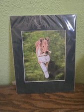 Smooth Collie Puppy Matted