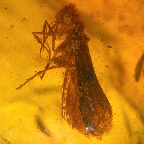 Trichopteran burmese - trichopteran, in