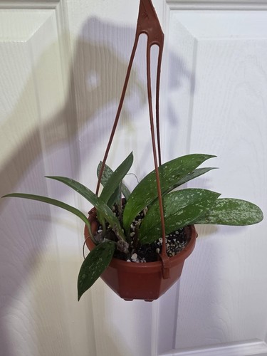 Hoya carnosa silver splash in - silver,