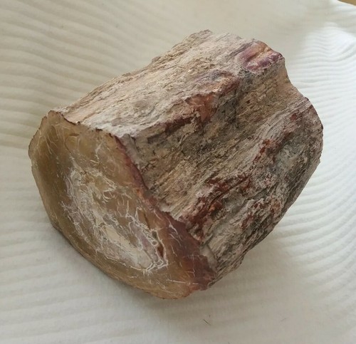 Petrified wood fossil - fossil,