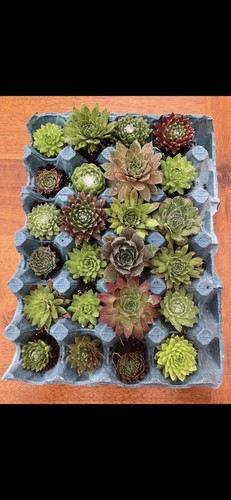Sempervivum chicks all - x,