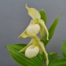 Cypripedium Michael White FS