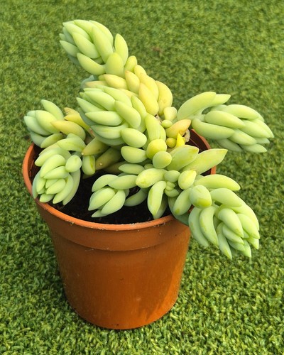 Sedum morganianum the donkey - (the,