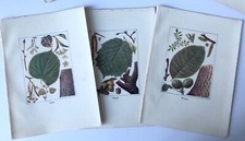 X19 VINTAGE COLOUR LITHO BOTANICAL BOOK PLATES ILLUSTRATING  BRITISH TREES