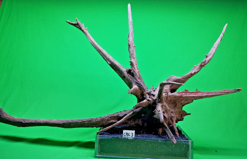 Large corbo root - large, cave