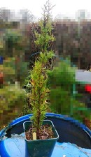 Italian cypress / Cupressus
