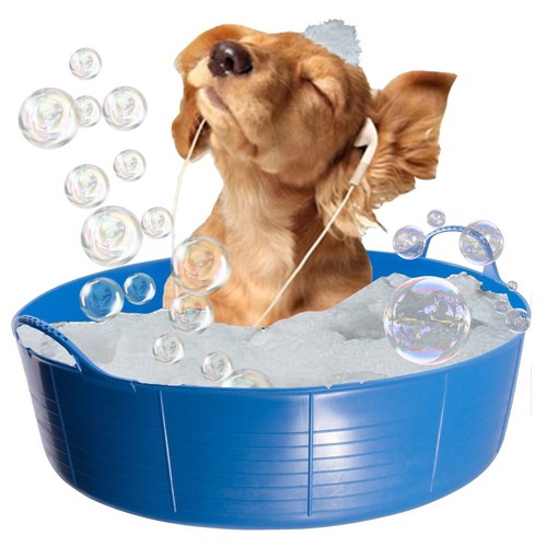 Blue dog bath paddling - dog, bath,