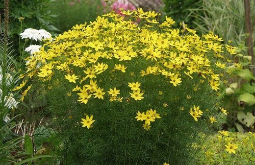 Coreopsis verticillata