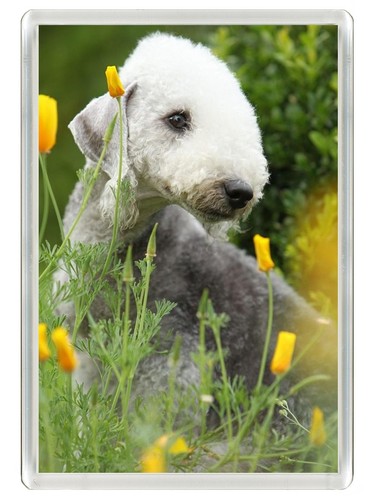 Bedlington terrier dog - bedlington,