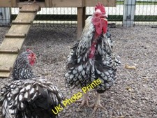 Photo 6x4 American Heritage