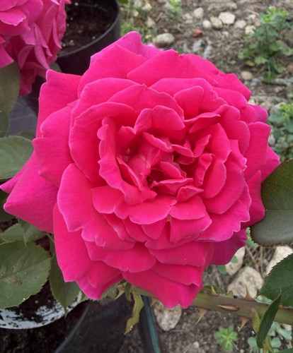 Pre order ruth pink hybrid - order,