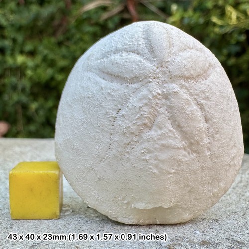 Rhyncholampas gouldii fossil - rhyncholampas,