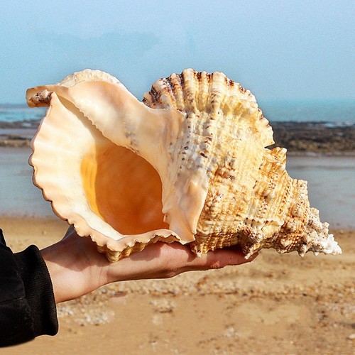 23cm 9inch natural - 22-23cm,